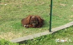 南京红山森林动物园旅游攻略之红毛猩猩