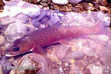 陝西隴縣秦嶺細鱗鮭國家級自然保護區-動物資源照片