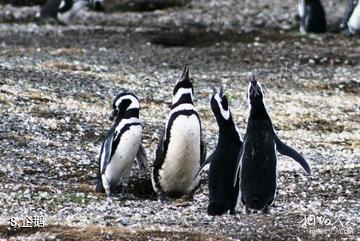 阿根廷乌斯怀亚市-企鹅照片