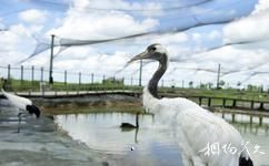 大庆珰奈湿地旅游攻略之仙鹤