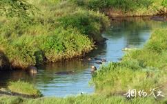 坦尚尼亞塞倫蓋蒂國家公園旅遊攻略之塞倫蓋蒂河馬池