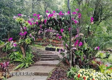 廣州從化石門國家森林公園-古蘭圃照片