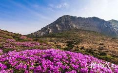 濟州島漢拿山國立公園旅遊攻略之杜鵑