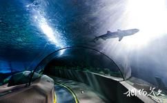 北京太平洋汉海海底世界旅游攻略之海底隧道