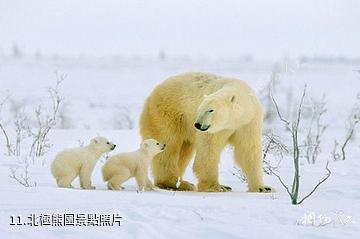 重慶野生動物世界-北極熊園照片