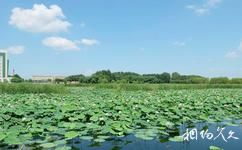 泰来泰湖国家湿地公园旅游攻略之荷花池