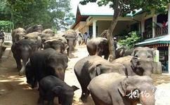 斯里蘭卡科倫坡旅遊攻略之大象孤兒院