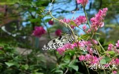 温州绿色乐园旅游攻略之蝴蝶园