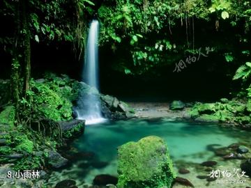 安圭拉岛-小雨林照片