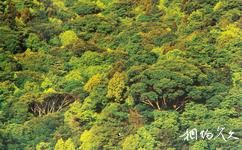 广东象头山国家级自然保护区旅游攻略之森林