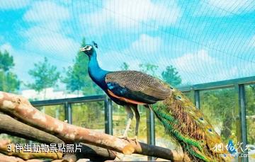 鳳凰中華大熊貓苑-伴生動物照片