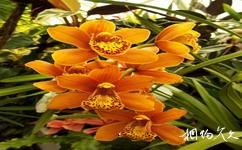 美国金门公园花卉温室旅游攻略之温室花卉