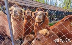 長春清泉湖文化與旅游攻略之動物園