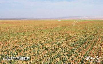 福海黃花溝現代農業產業園-農作物照片