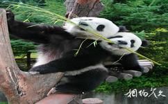 威海劉公島旅遊攻略之劉公島熊貓館