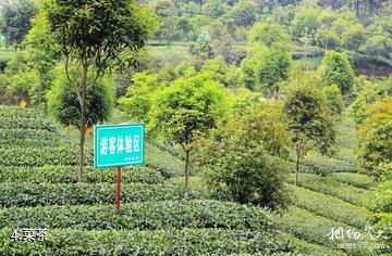成都蒲江成佳茶乡旅游景区-菜茶照片