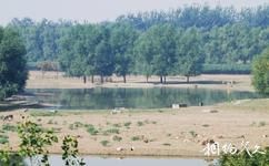 北京南海子公園旅遊攻略之國色天香