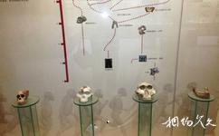 楚雄州博物館旅遊攻略之舊石器時代