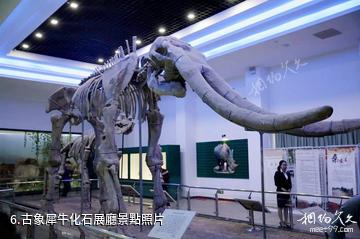 咸陽古豳文化博覽園-古象犀牛化石展廳照片