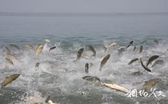 新疆博斯騰湖旅遊攻略之魚類