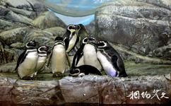 上海海洋水族館旅遊攻略之企鵝