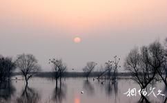 河南黃河濕地國家級自然保護區旅遊攻略之動物資源