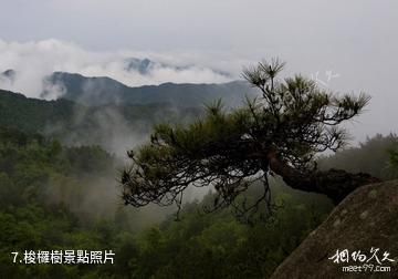 浠水三角山國家森林公園-梭欏樹照片