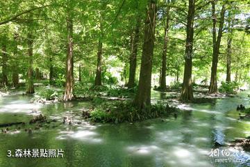 台灣花蓮花東縱谷國家風景區-森林照片