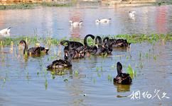 徐州潘安湖濕地公園旅遊攻略之鳥島