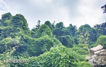 萊蕪彩石溪景區-植被照片
