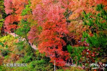 天台南屏旅遊景區-紅楓照片