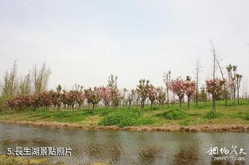 如皋長江藥用植物園-長生湖照片