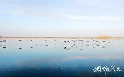 新疆图木舒克永安湖生态旅游攻略之鸟类