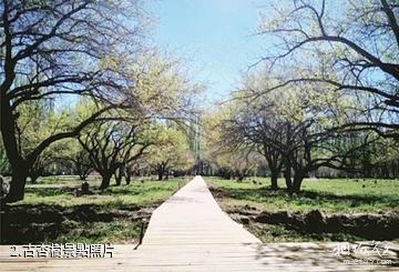烏恰百杏生態園-古杏樹照片