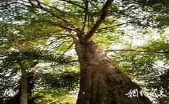 江西馬頭山國家級自然保護區旅遊攻略之植物