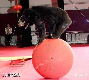 牡丹江黑宝熊乐园-熊踩球照片