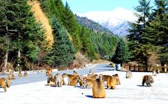 四川黑水达古冰山旅游攻略之藏酋猴观赏区