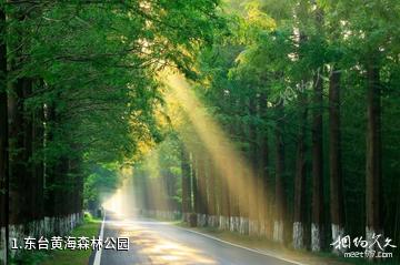 东台黄海森林公园照片