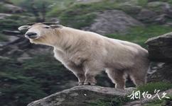 陝西黑河國家森林公園旅遊攻略之羚牛