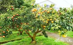 忠縣三峽橘鄉田園綜合體旅遊攻略之柑橘品種博覽園