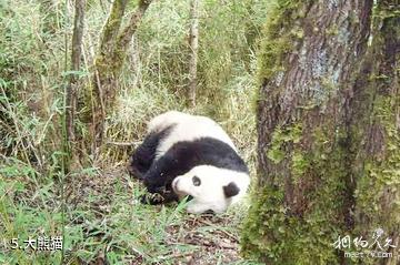 四川王朗国家级自然保护区-大熊猫照片