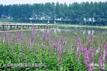 台兒庄運河濕地公園-濕地植物觀賞區照片