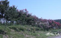紫蓬山国家森林公园旅游攻略之樱花园