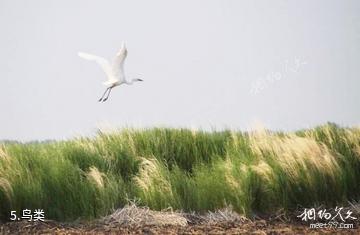 黑龙江雁窝岛旅游度假区-鸟类照片