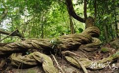 五指山熱帶雨林旅遊攻略之藤本植物