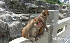 南京金牛湖旅游攻略之猕猴园