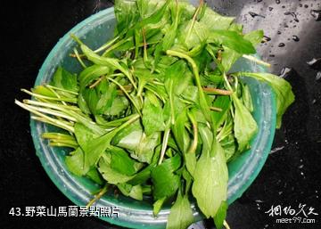 杭州東明山森林公園-野菜山馬蘭照片