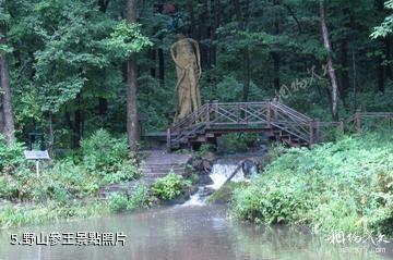 哈爾濱鏵子山森林公園-野山參王照片