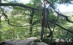 重慶聖燈山森林公園旅遊攻略之千年古藤