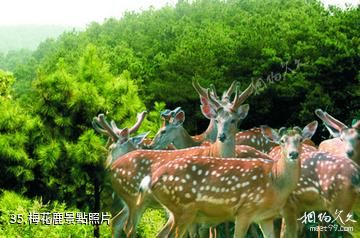 江蘇永豐林農業生態園-梅花鹿照片